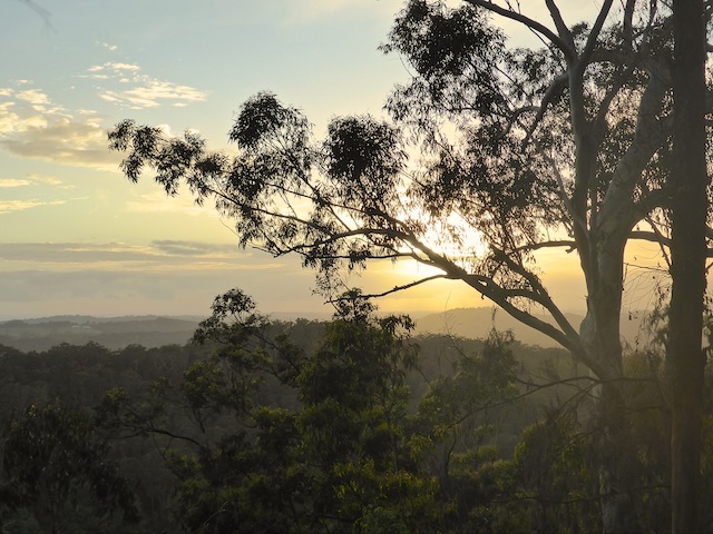 Sunrise Whain Forest