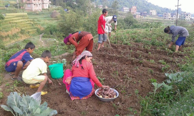 collecting potatoes from our garden