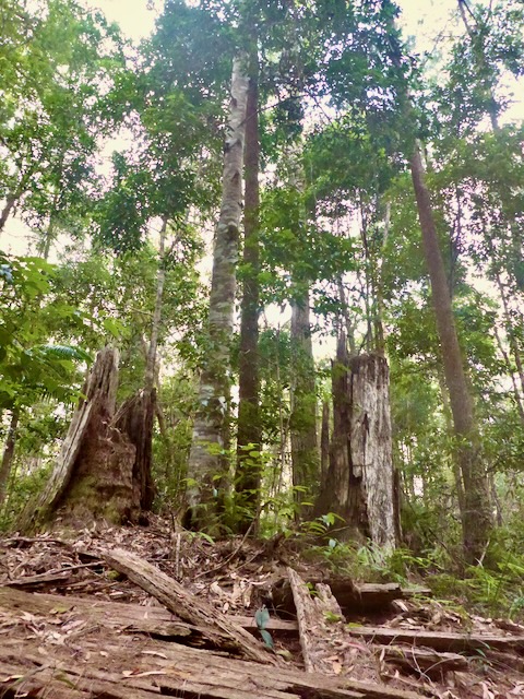 fallen old tree