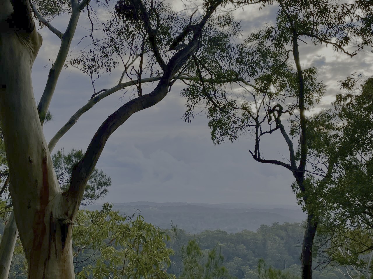 Kira's New year Greeting 2026